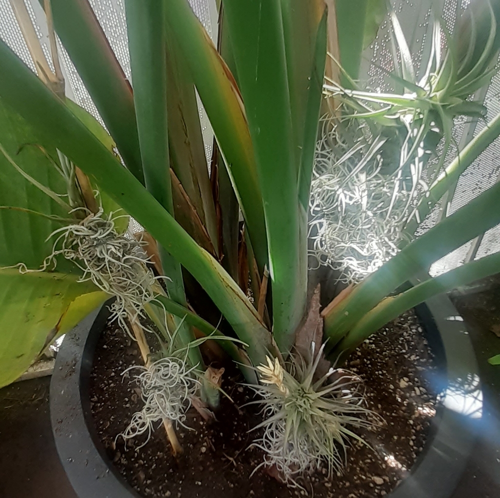 $26/ 2 AIR PLANT Thilandsia boho Home garden decor - Picture 2 of 11